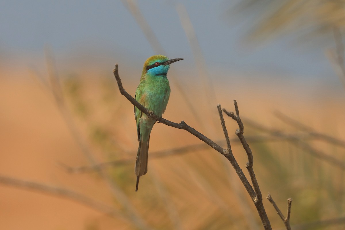 Arabian Green Bee-eater - ML646280966