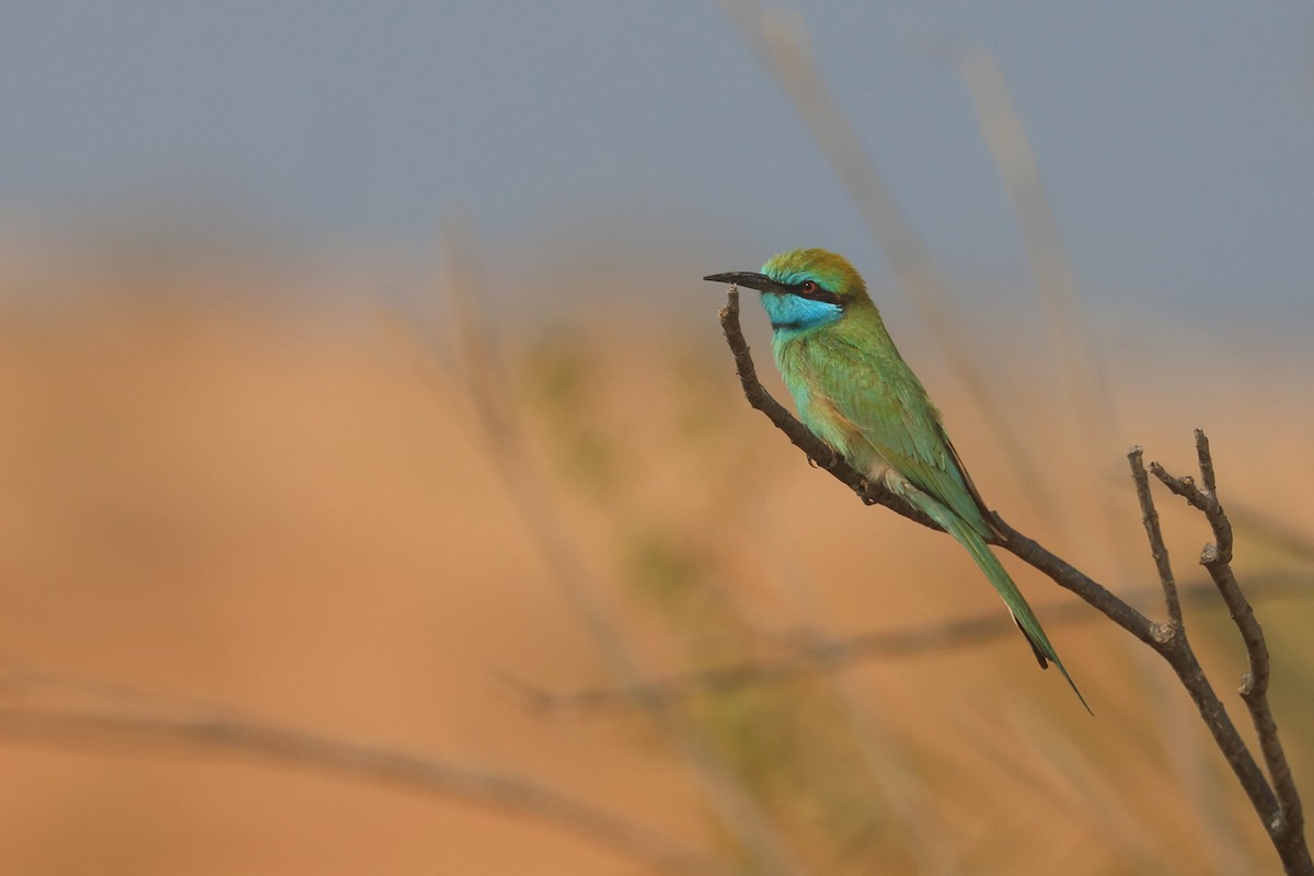 Arabian Green Bee-eater - ML646280967