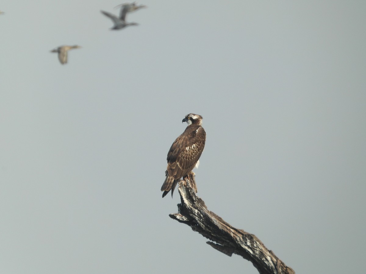 Balık Kartalı - ML646280969