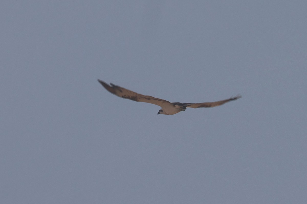 Osprey - ML646280971