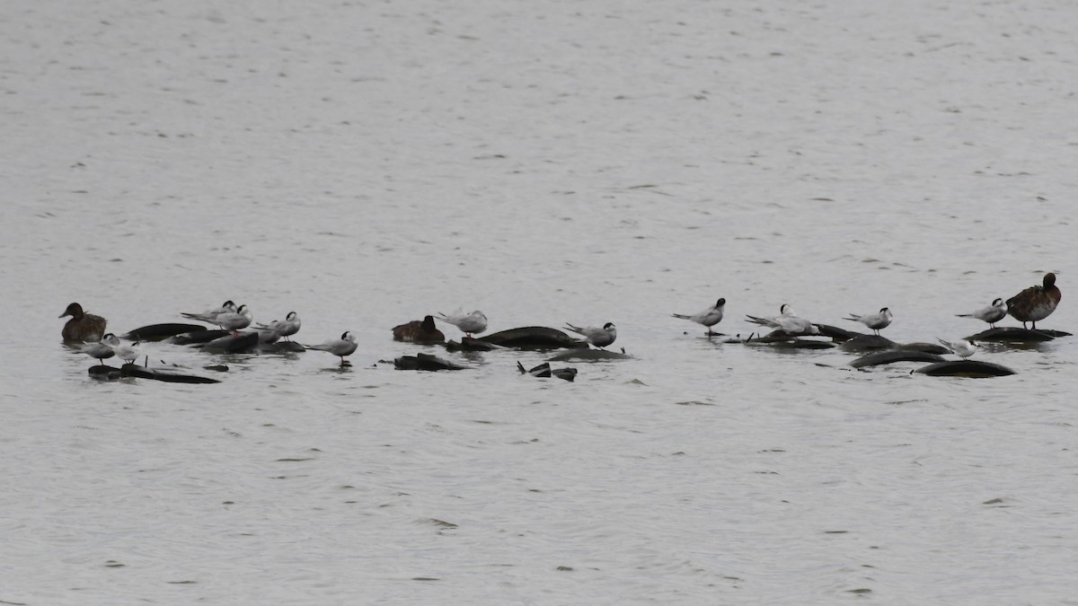 Whiskered Tern - ML646280972
