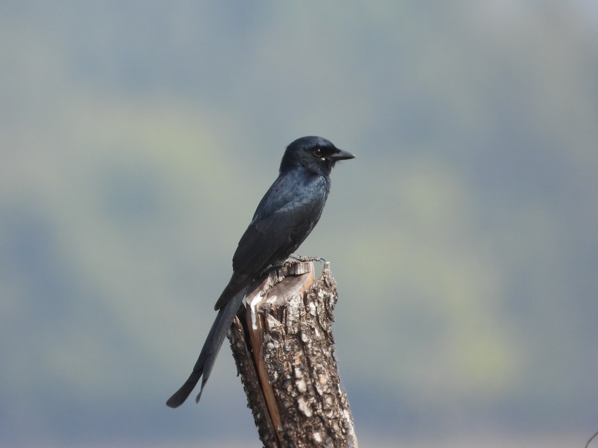 Хар доронго - ML646280973