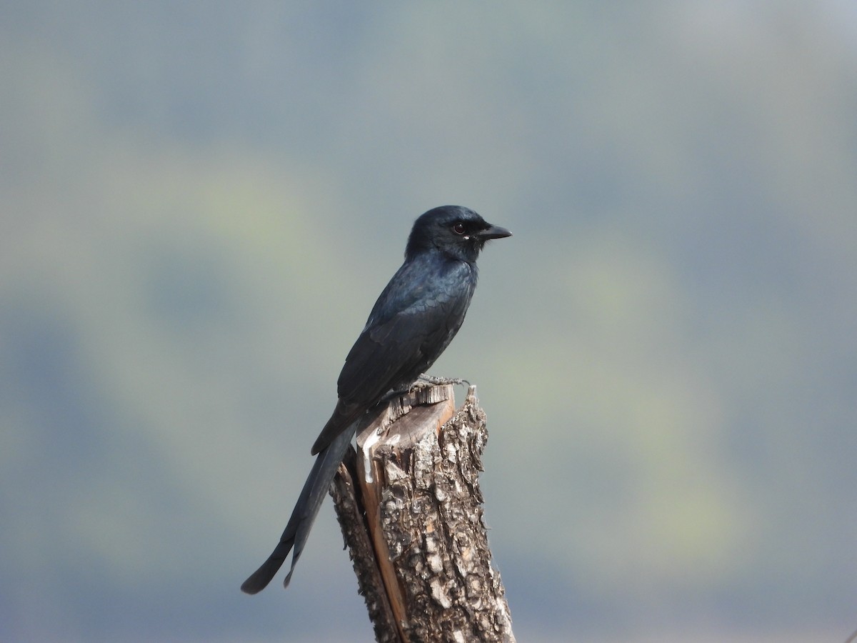 svartdrongo - ML646280974