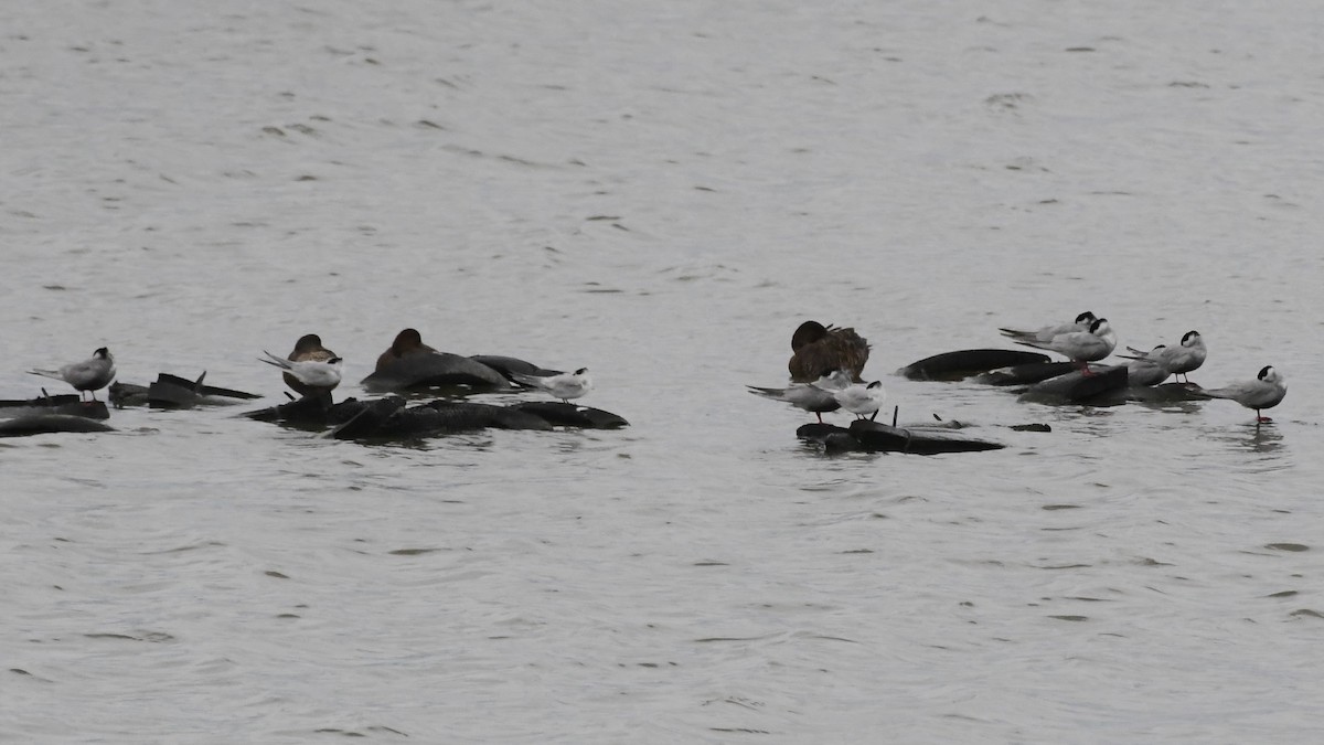 Whiskered Tern - ML646280975
