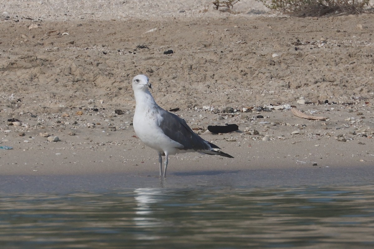 Lesser Black-backed Gull (Steppe) - ML646280978