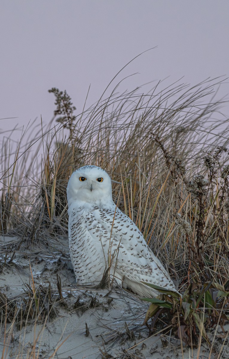 Snowy Owl - ML646280980