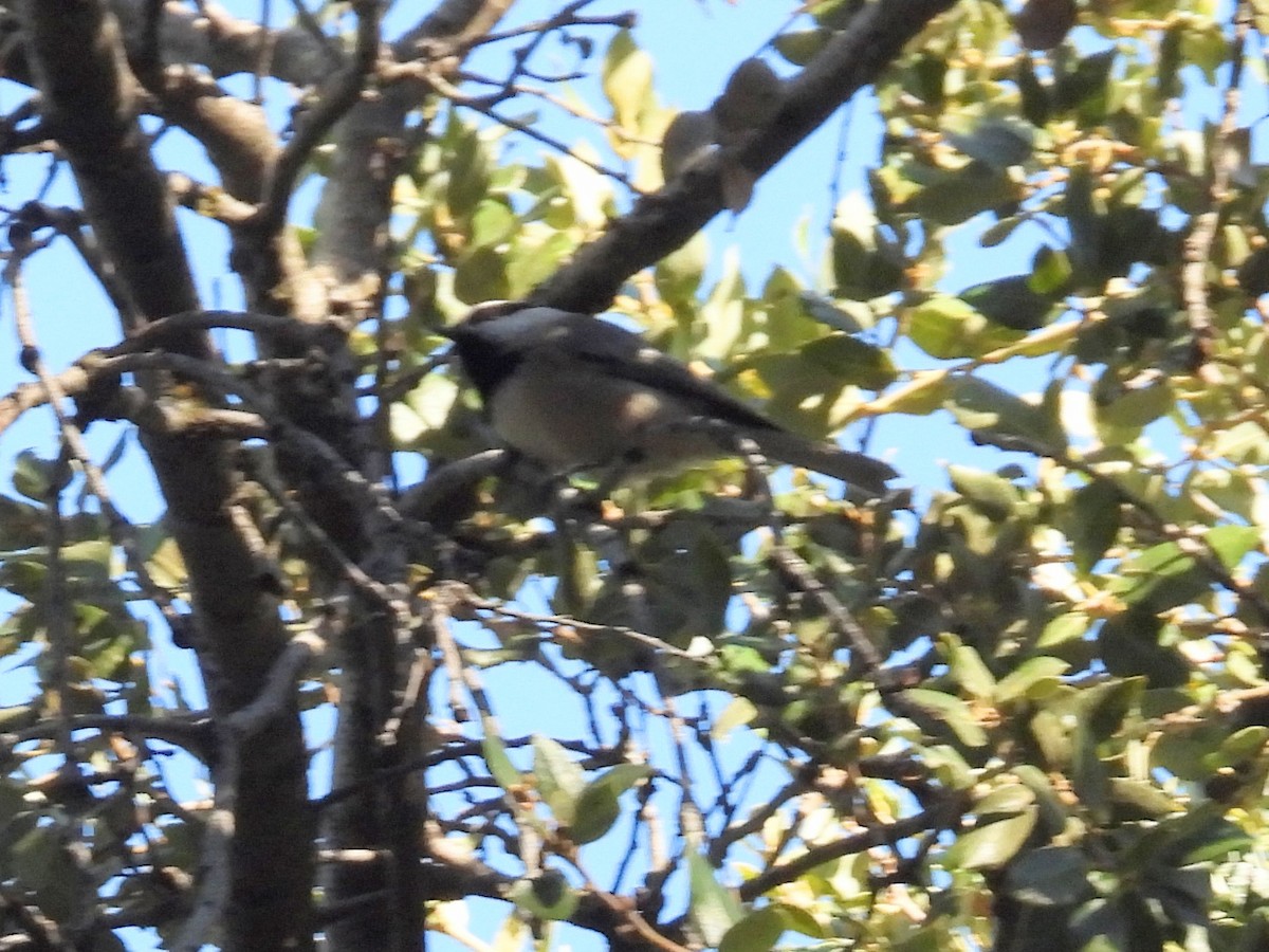 Mountain Chickadee - ML646280981