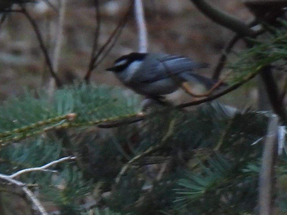 Mountain Chickadee - ML646280982