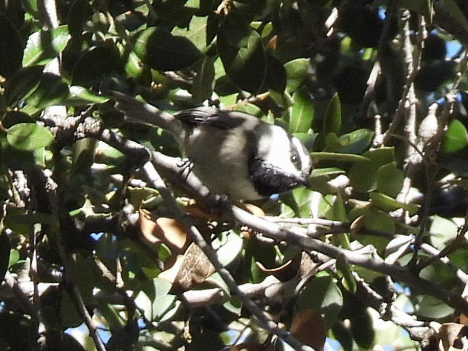Mountain Chickadee - ML646280983