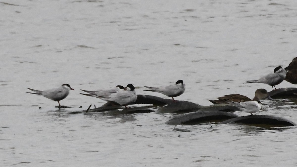 Whiskered Tern - ML646280984