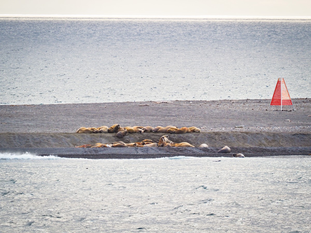 Common Eider - ML646280986