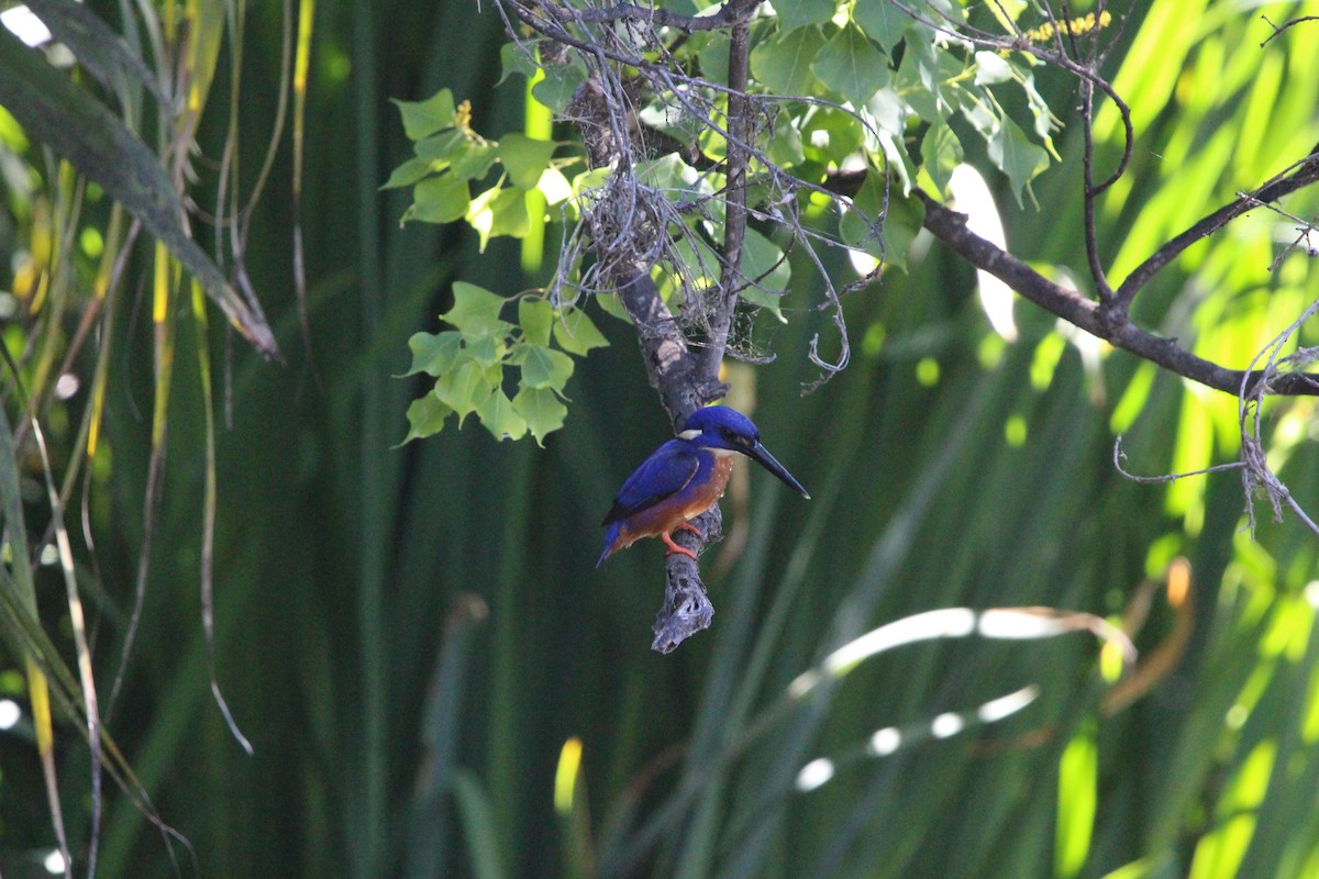 Azure Kingfisher - ML646280987