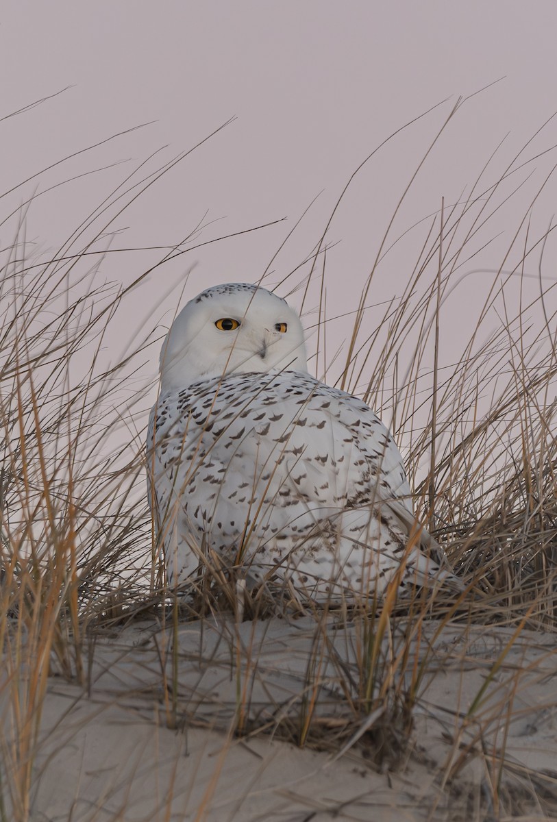 Snowy Owl - ML646280988