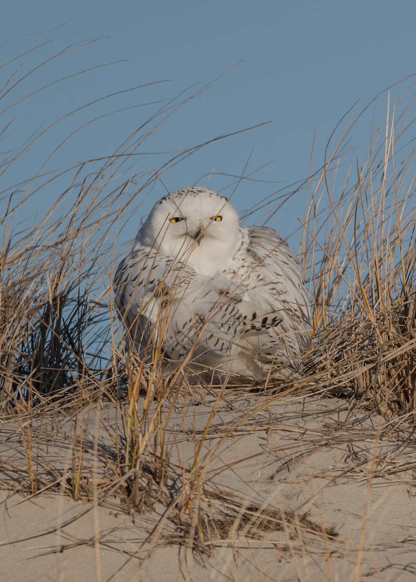 Snowy Owl - ML646280989