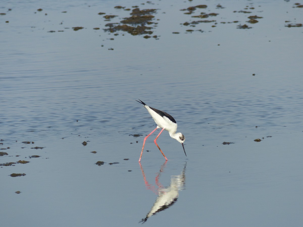 Black-winged Stilt - ML646280990