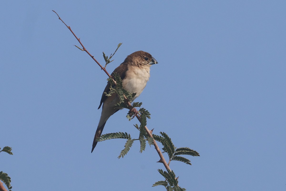 Indian Silverbill - ML646280991
