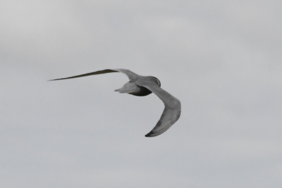 Whiskered Tern - ML646280992