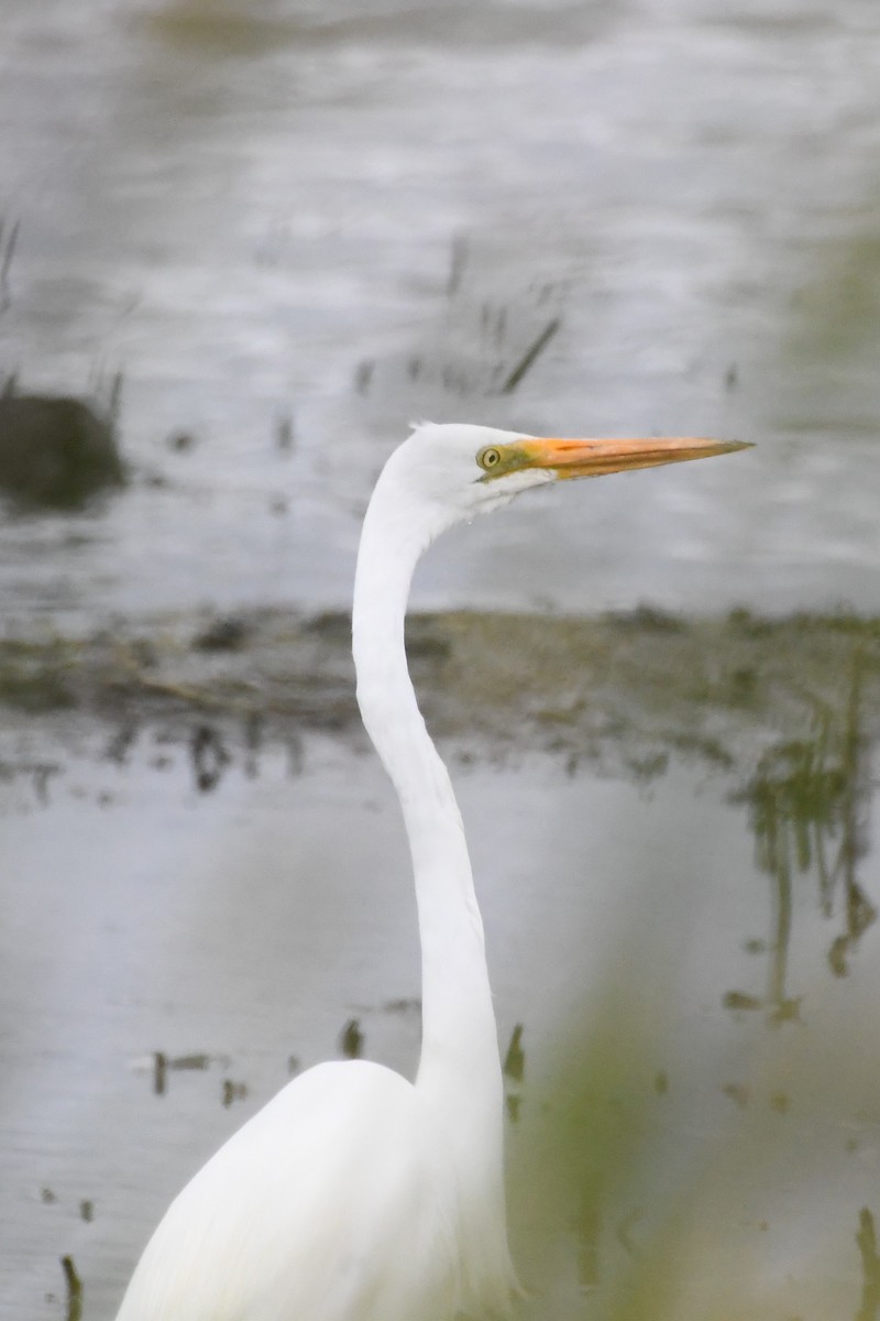 Great Egret - ML646280993