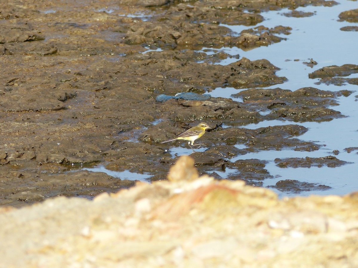 Çukçen Kuyruksallayanı - ML646280994