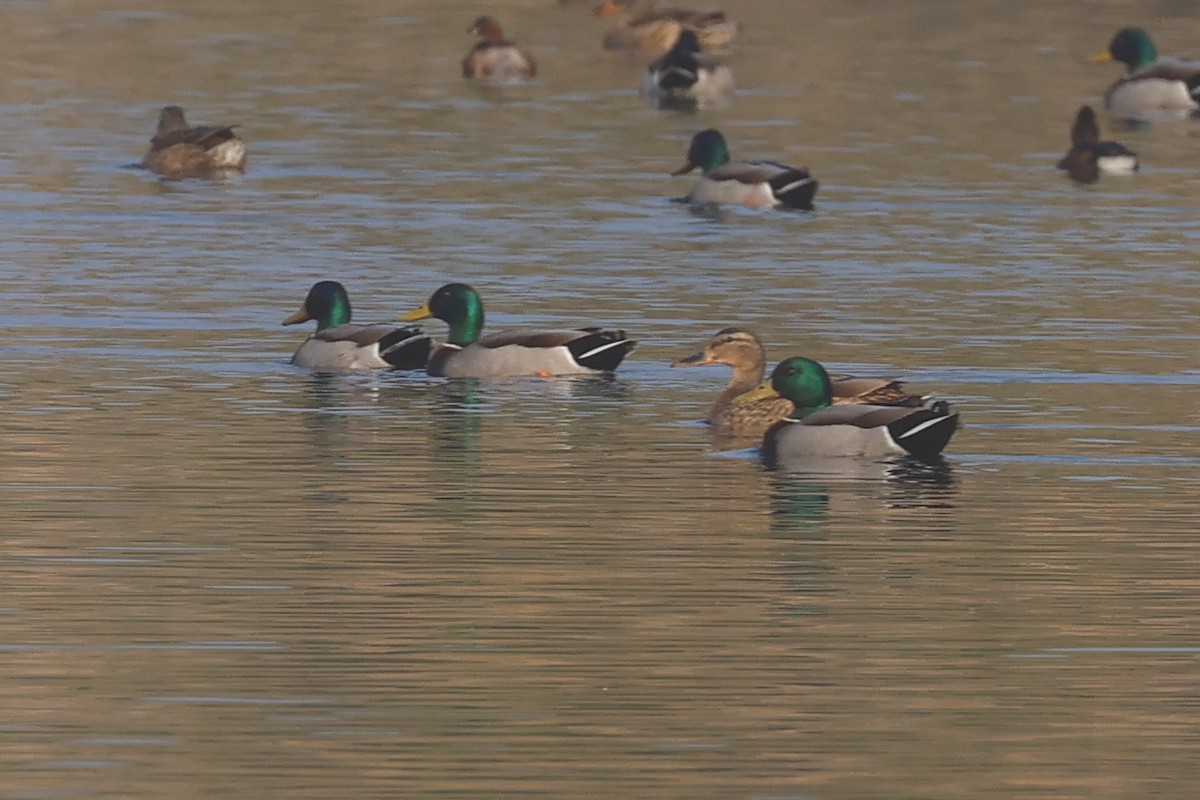 Yeşilbaş - ML646280995