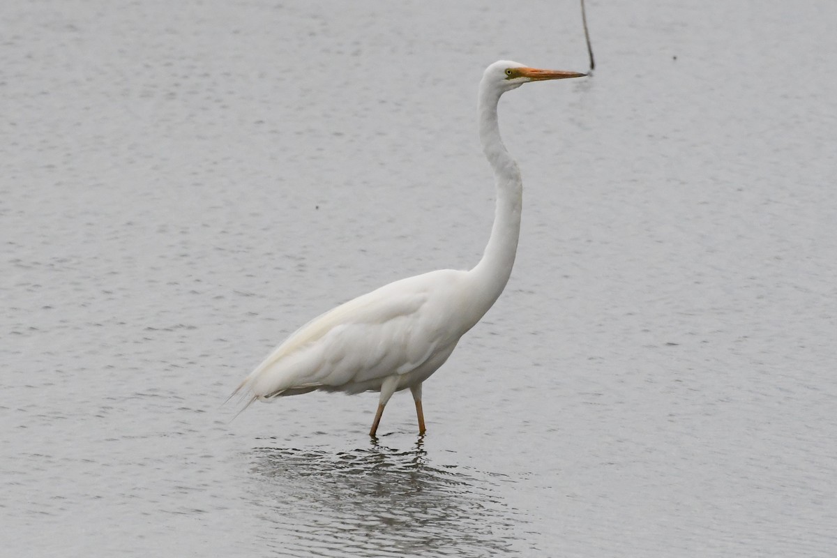 Büyük Ak Balıkçıl - ML646280997