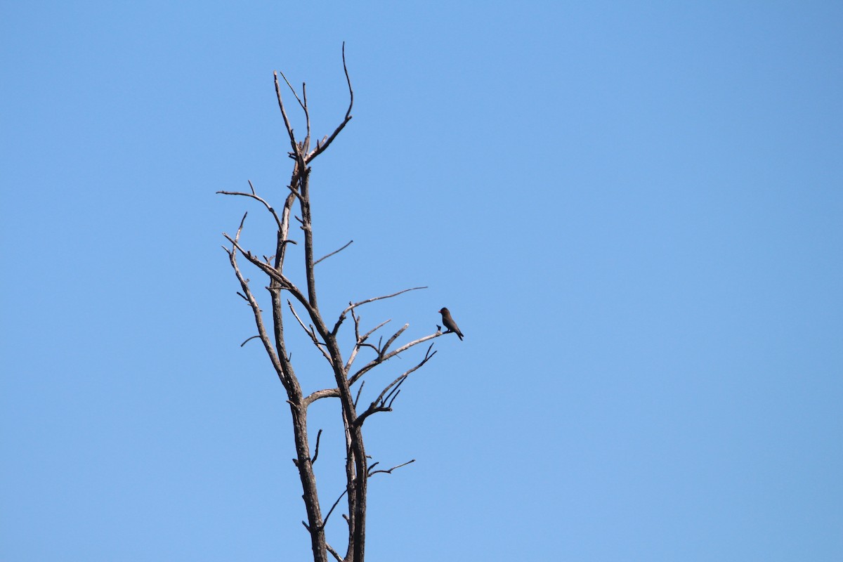 Yeşim Rengi Gökkuzgun - ML646280998