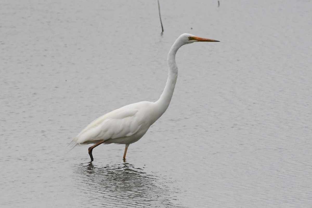 Büyük Ak Balıkçıl - ML646281002