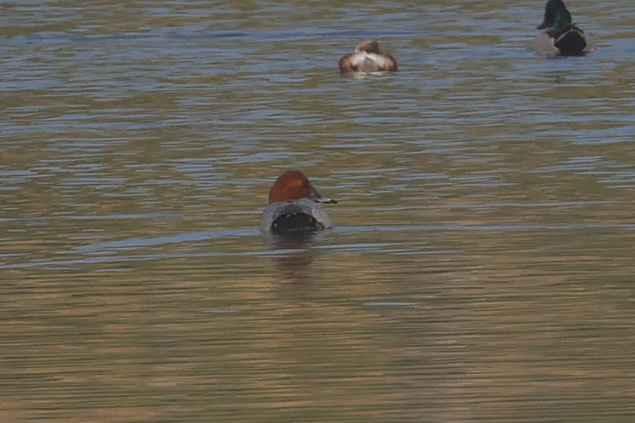 Elmabaş Patka - ML646281004