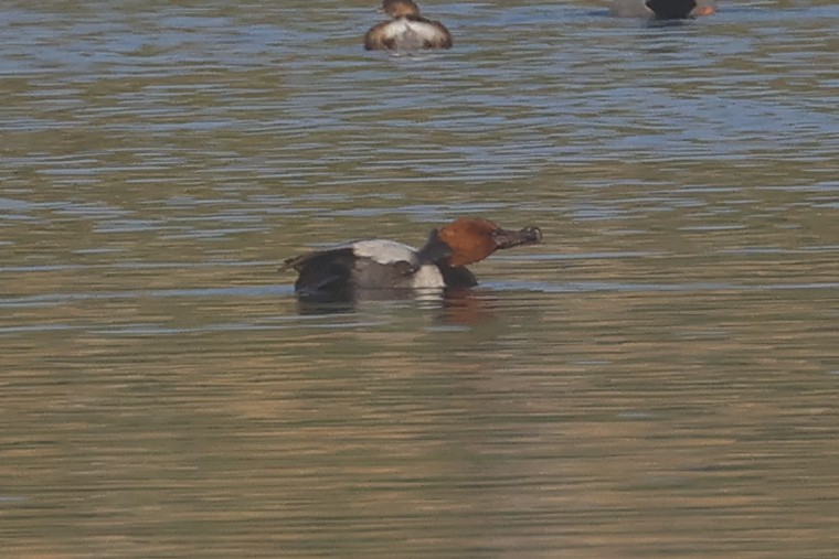 Elmabaş Patka - ML646281005