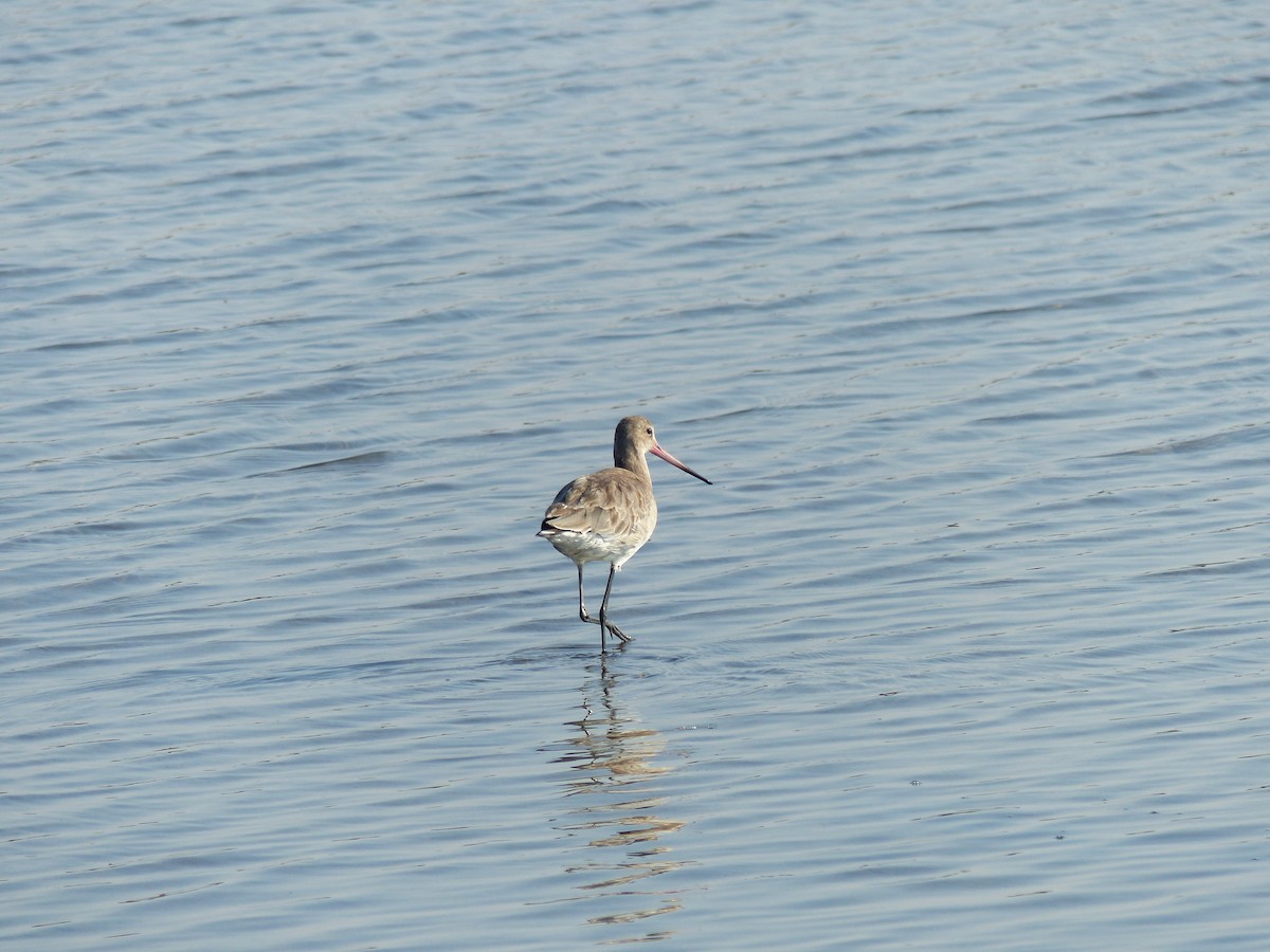 Çamurçulluğu - ML646281006