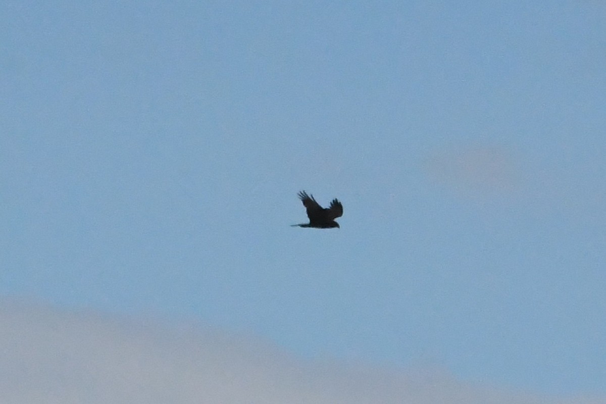 Bataklık Delicesi - ML646281007