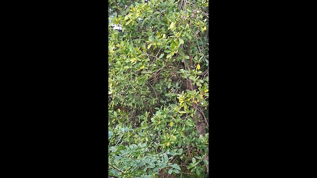 Kil Rengi Ardıç - ML646281017