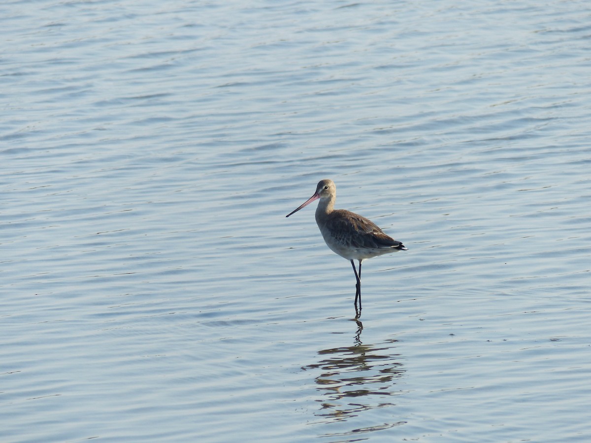 Çamurçulluğu - ML646281018