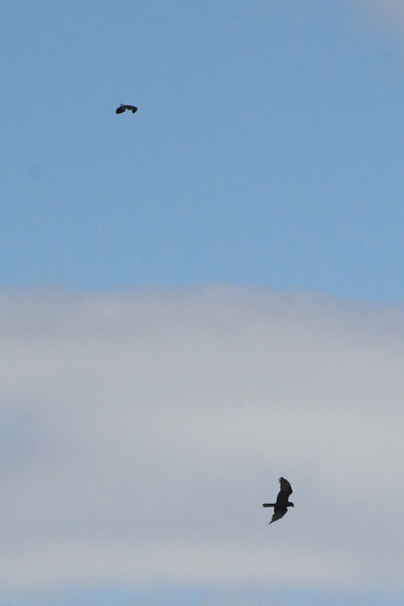 Bataklık Delicesi - ML646281019