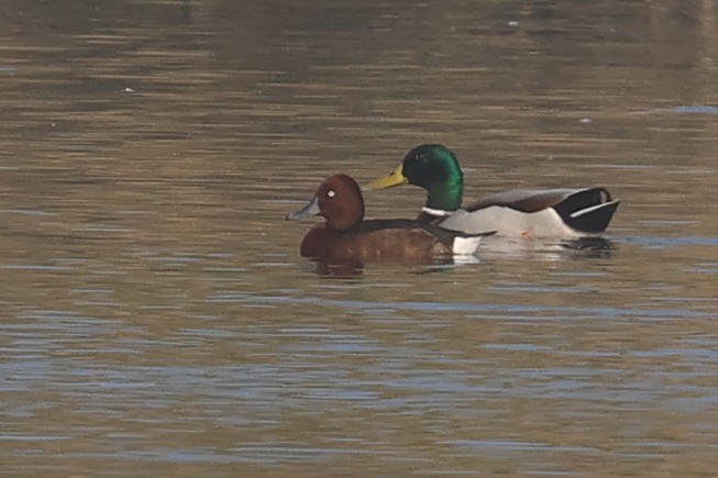 Pasbaş Patka - ML646281020