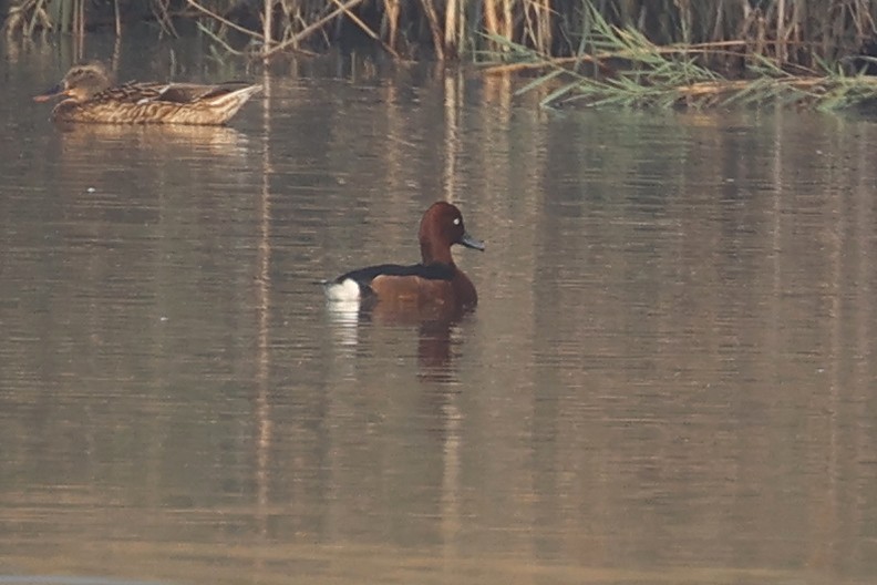 Pasbaş Patka - ML646281021