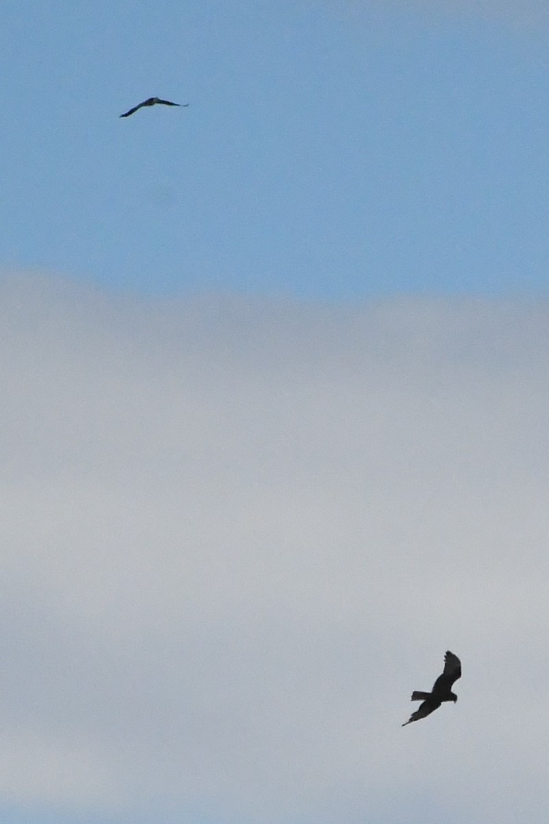 Bataklık Delicesi - ML646281022