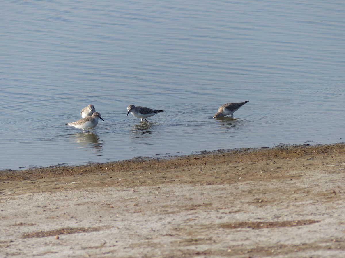 Kızıl Boyunlu Kumkuşu - ML646281025