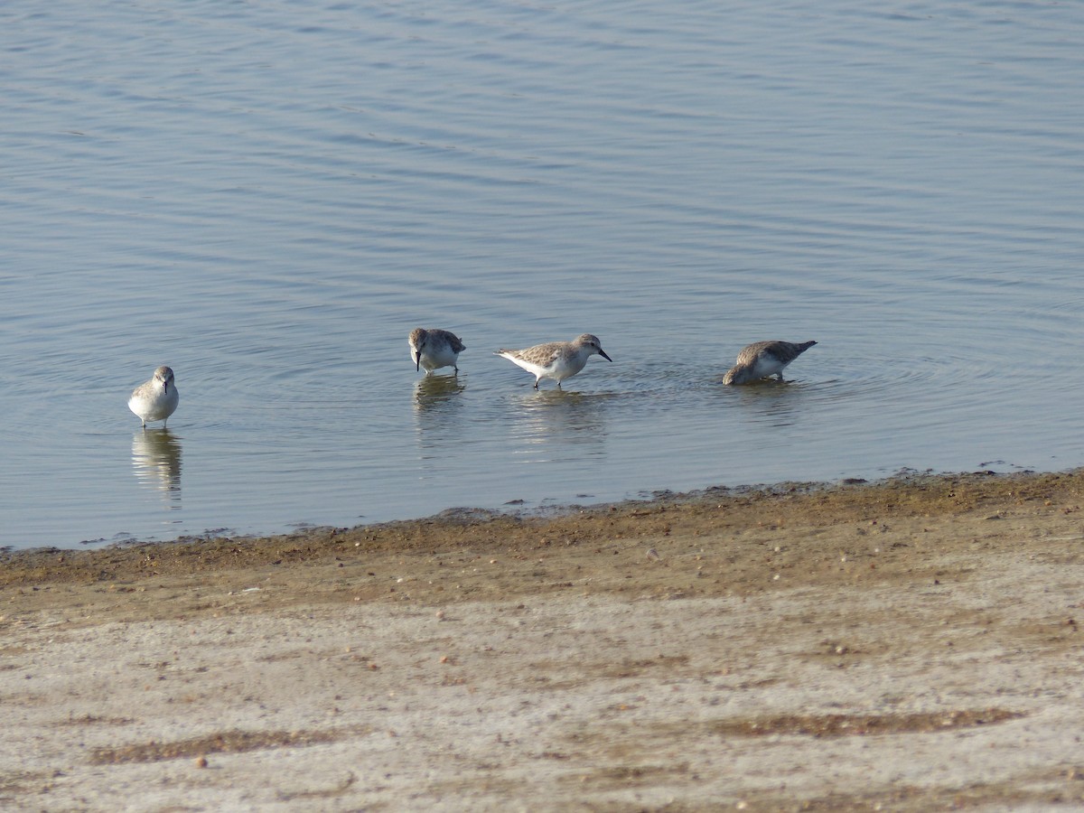 Kızıl Boyunlu Kumkuşu - ML646281027