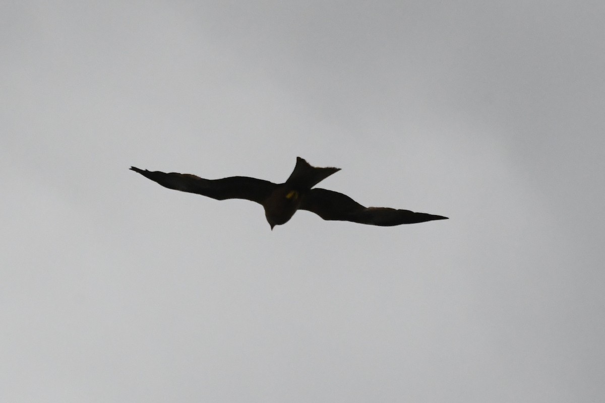 Kara Çaylak - ML646281028