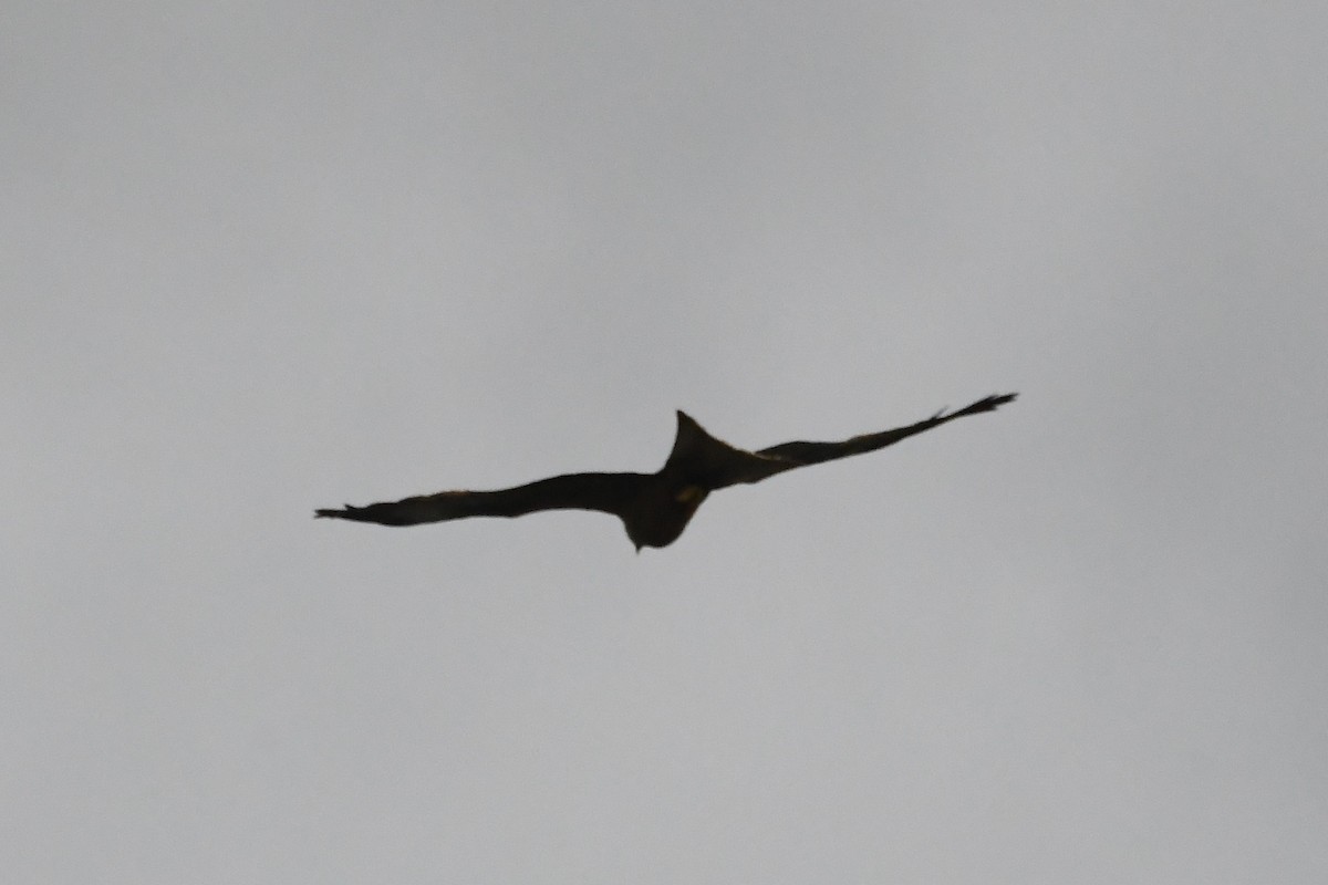 Kara Çaylak - ML646281029