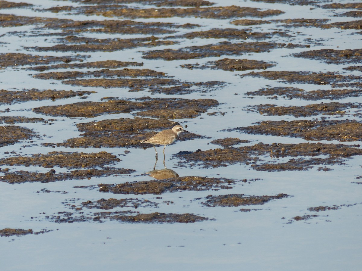 Tibet Cılıbıtı - ML646281030