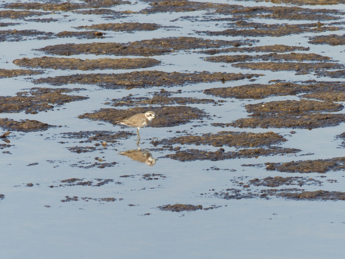 Tibet Cılıbıtı - ML646281032