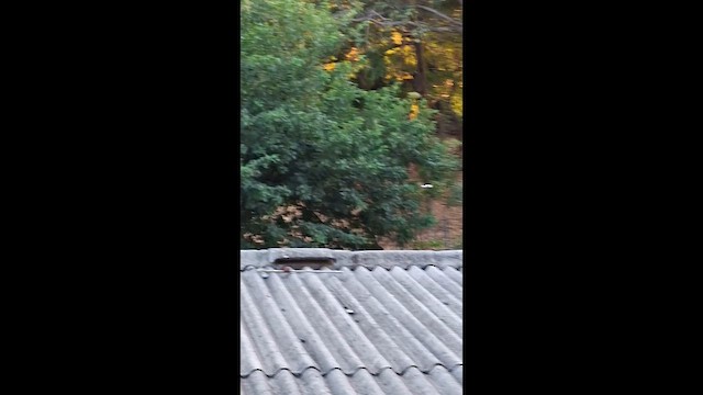 Kil Rengi Ardıç - ML646281034