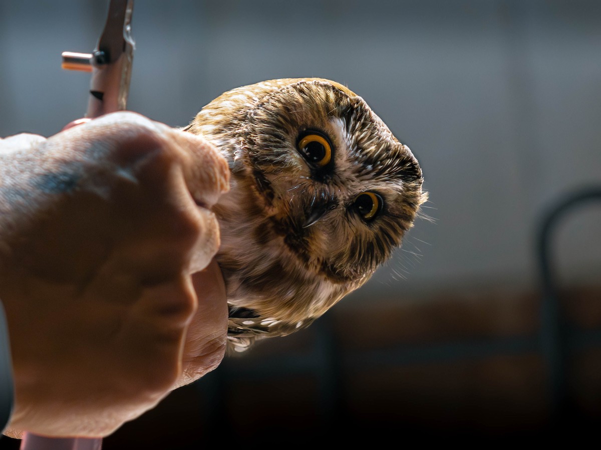 Kızıl Benekli Baykuş - ML646281035