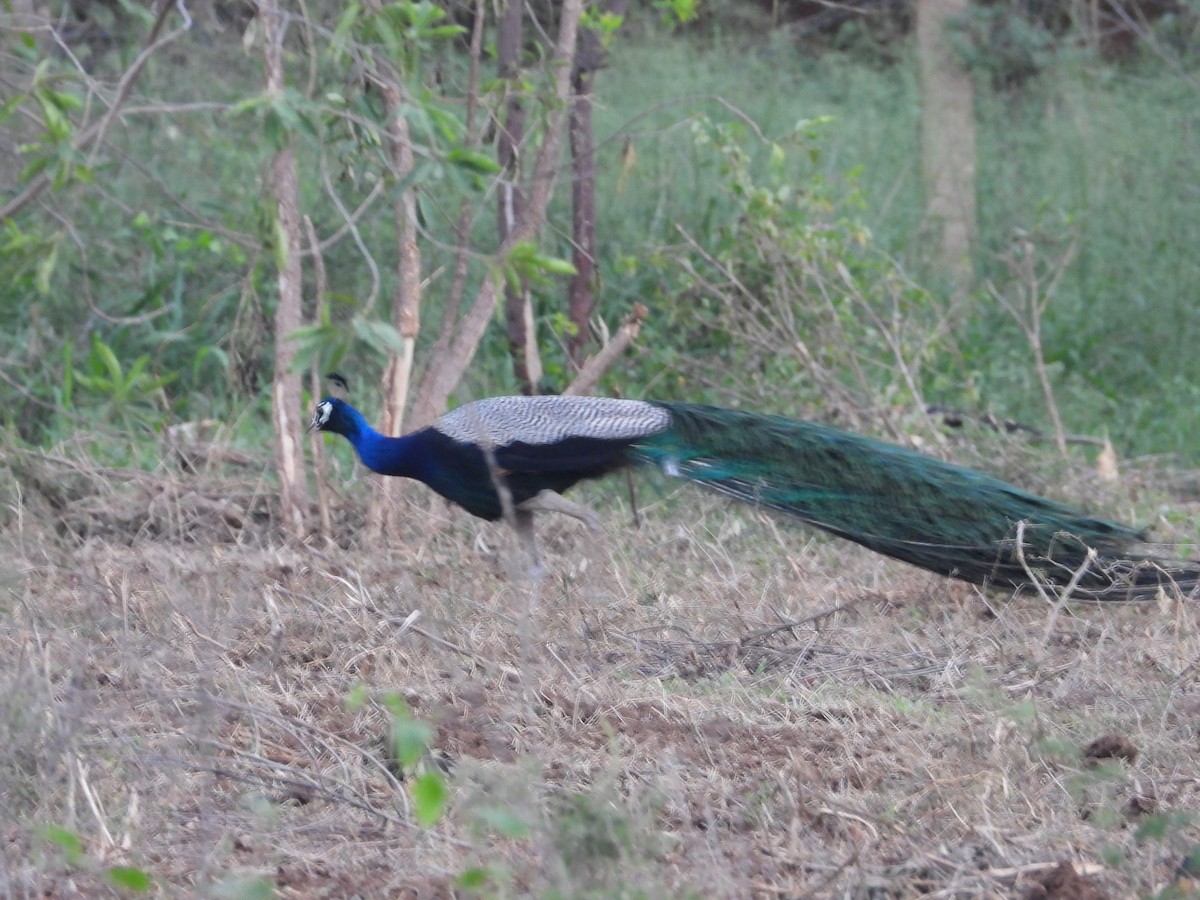 Tavuskuşu - ML646281036