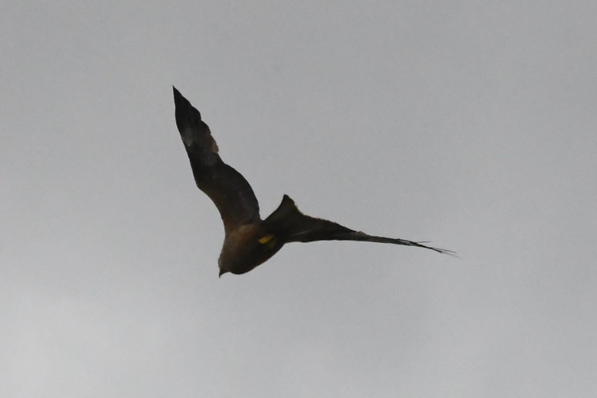 Kara Çaylak - ML646281037