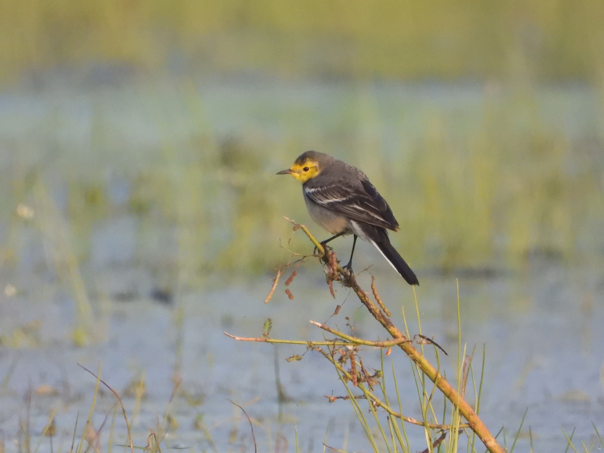黃頭鶺鴒 - ML646281040