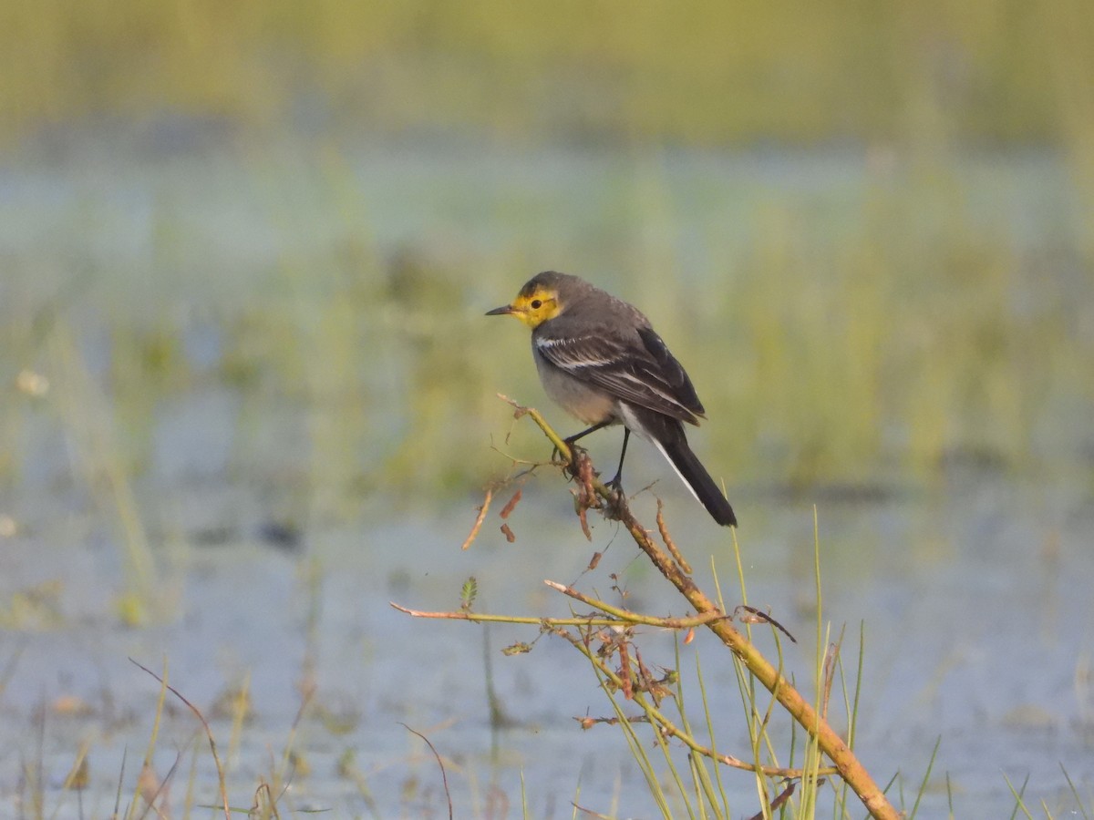 Шар түрүүт цэгцгий - ML646281041