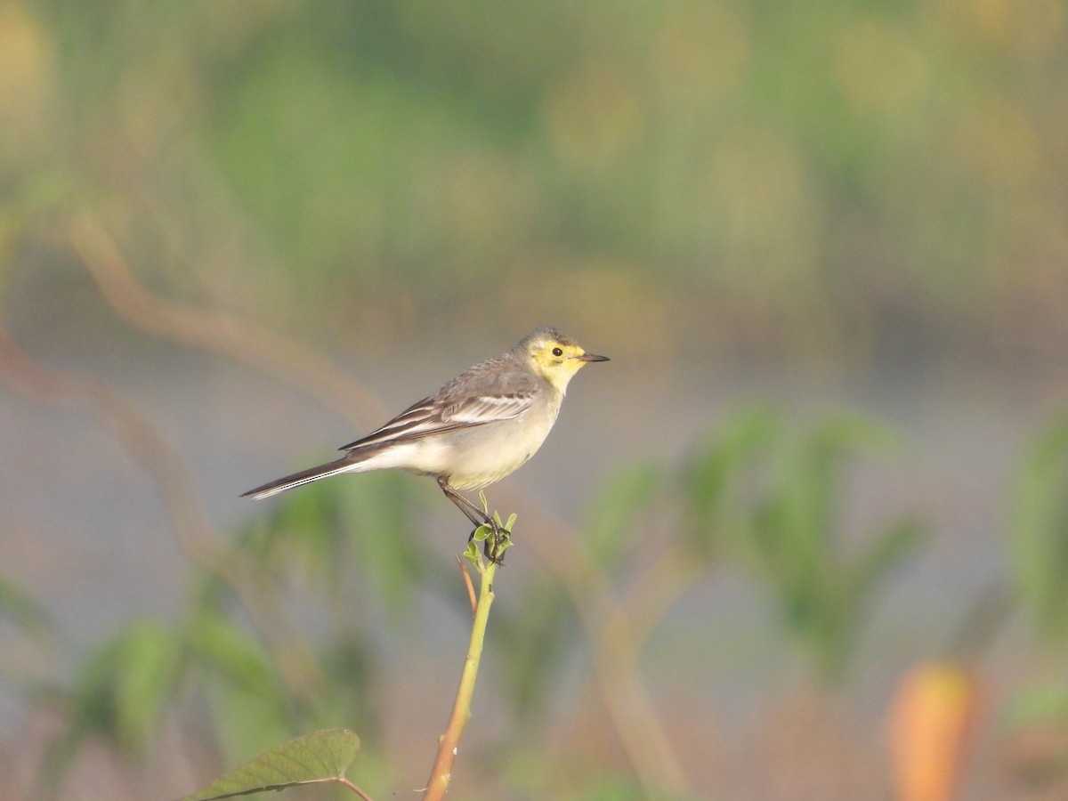 Шар түрүүт цэгцгий - ML646281042